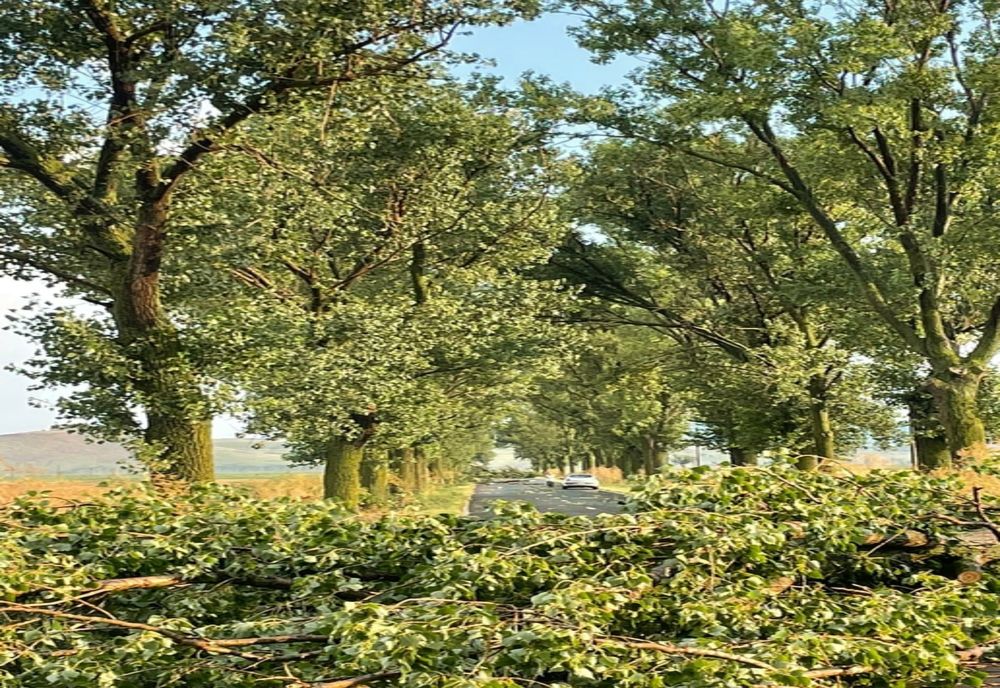 FOTO Copaci căzuți pe DJ 222. Intervin pompierii