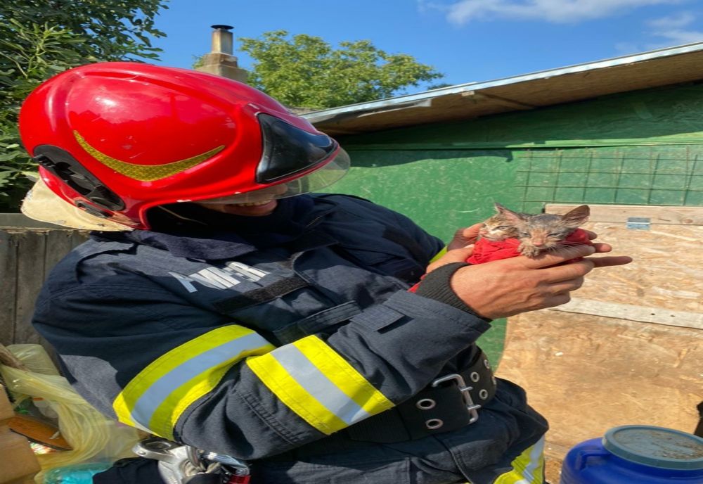 Pui de pisică salvați de pompieri