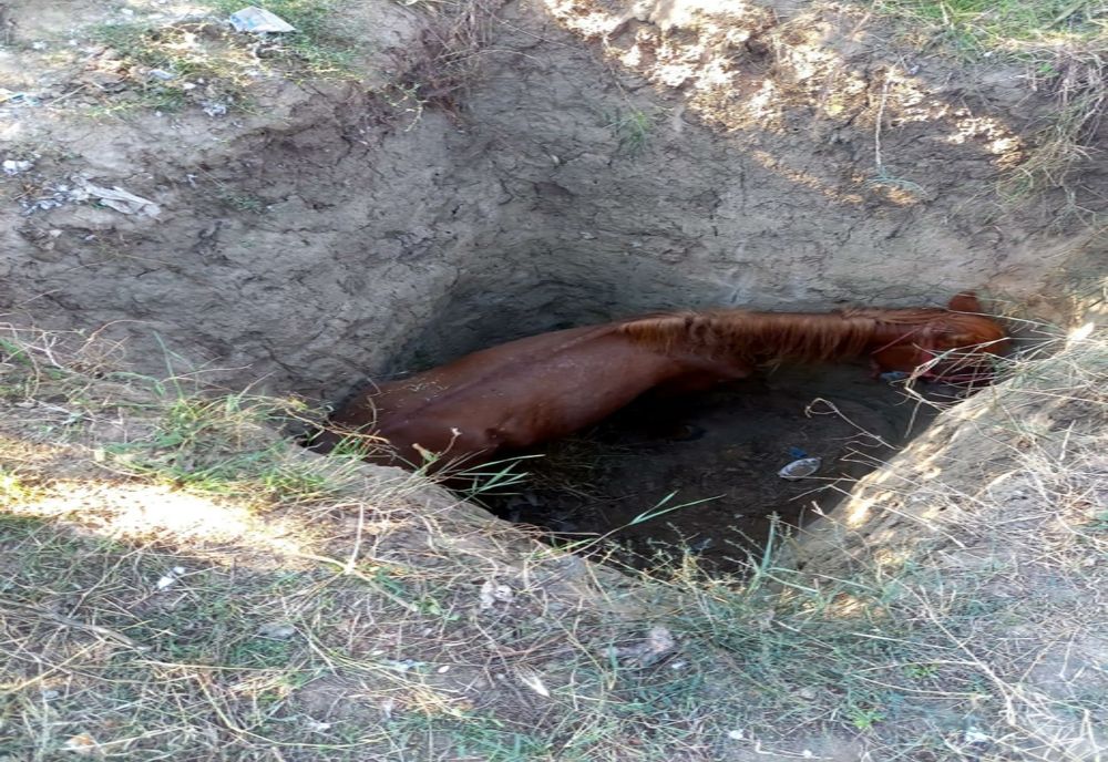    VIDEO Cal salvat de pompieri după ce a căzut într-o groapă