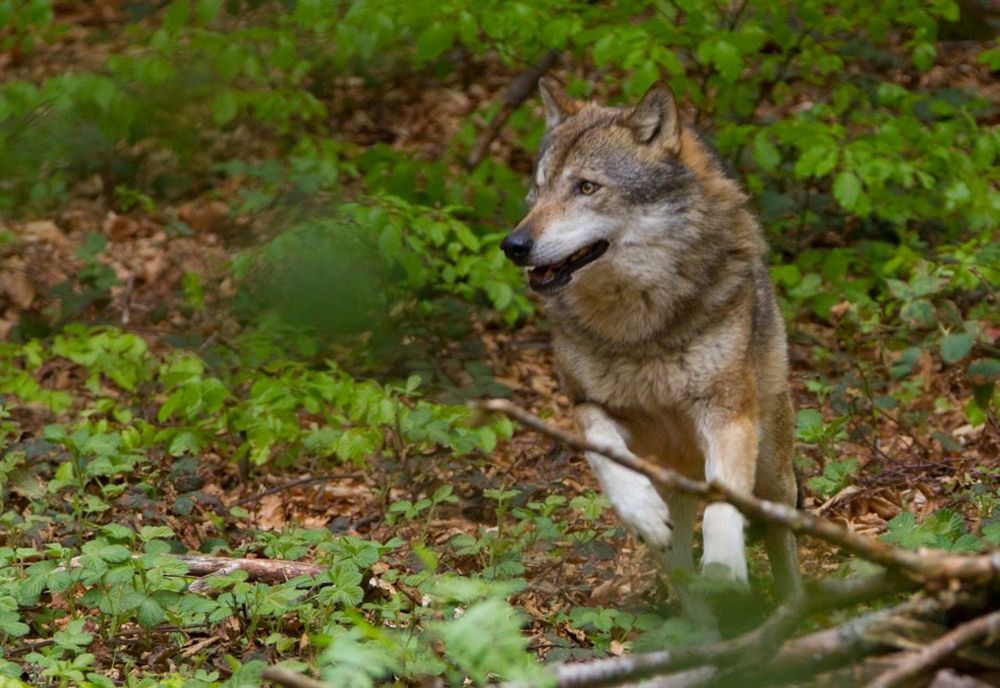 Lupul va fi reintrodus în Munţii Măcinului