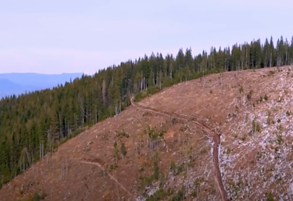 Austria, afaceri și profituri uriașe din lemnul românesc - Amploarea defrișărilor este uriașă: 6 hectare de pădure dispar în fiecare oră