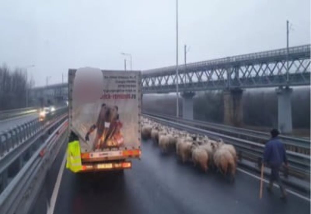 "Transhumanță" în Dobrogea. Ciobani amendați după ce au intrat cu oile pe Autostrada Soarelui