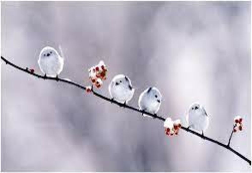 Superstiţii şi obiceiuri în luna FEBRUARIE (Făurar)