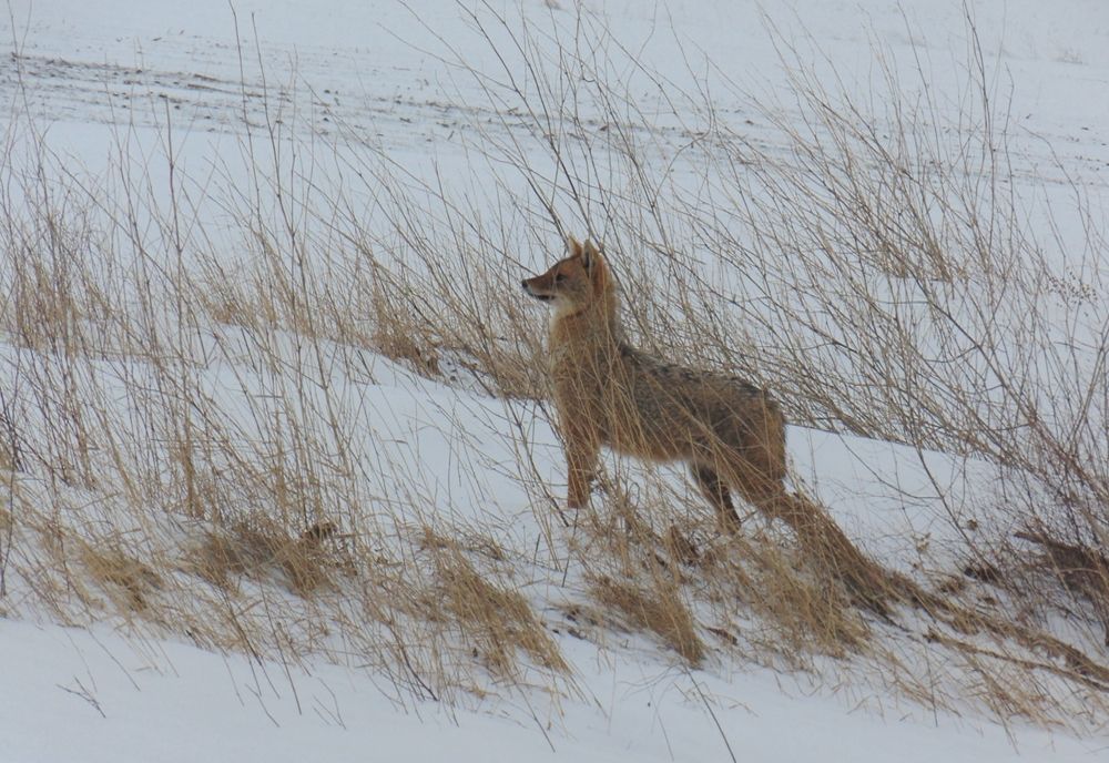 Liber la vânătoarea de șacali în Rezervația Biosferei Delta Dunării