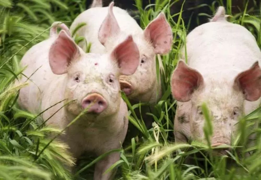 Ministrul Agriculturii cere renunțarea la LEGEA PORCULUI - Animalele pot fi sacrificate în curte