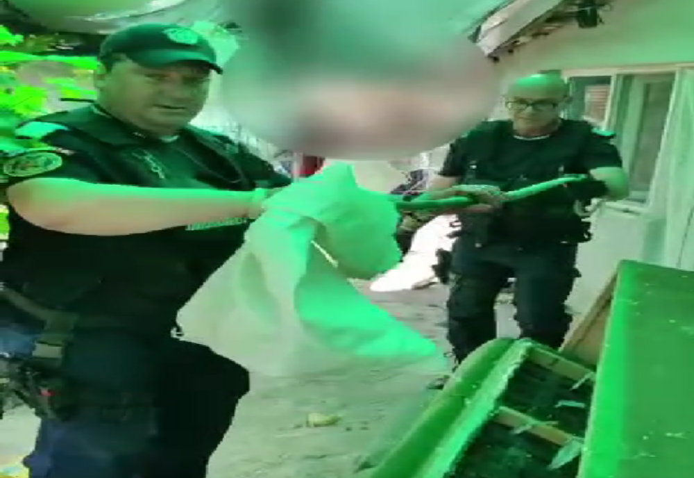 VIDEO Șarpe scos de jandarmi din canapeaua unei familii din Tulcea