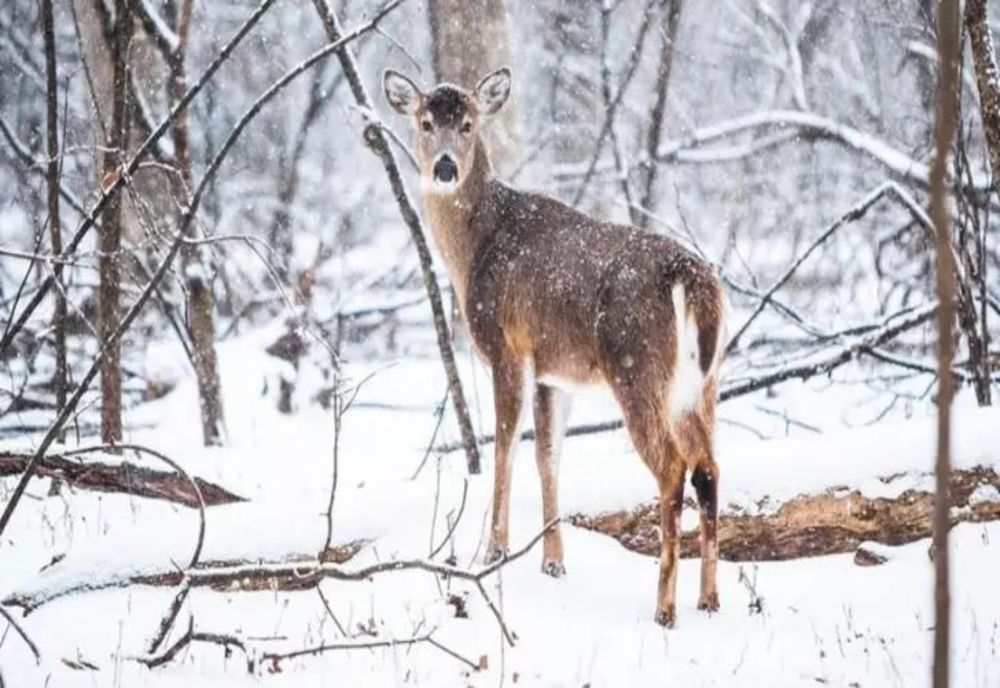 Vremea 21 ianuarie. Prognoza actualizată