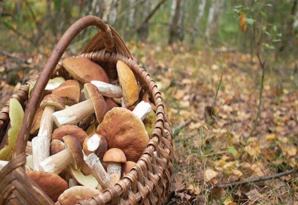 PELERINI ROMÂNI, INTERNAŢI ÎN SPITAL CU TOXIINFECŢIE DUPĂ CE AU MÂNCAT CIUPERCI CULESE DIN PĂDURE PE MUNTELE ATHOS