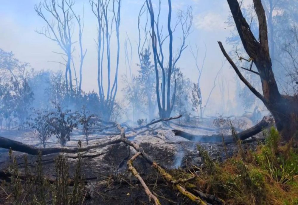 INCENDIUL URIAȘ DIN CHILIA, PROVOCAT CEL MAI PROBABIL DE O PASĂRE ELECTROCUTATĂ