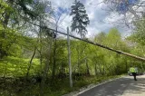 Vântul puternic a făcut prăpăd în județul Bihor. Mai mulți copaci au fost doborâți pe carosabil