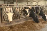 Medicii veterinari se alătură valului de proteste. Cer modificarea legii salarizării și o grilă proprie de venituri