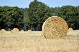 Aproape 179 de hectare din Delta Dunării ar putea intra în circuitul agricol