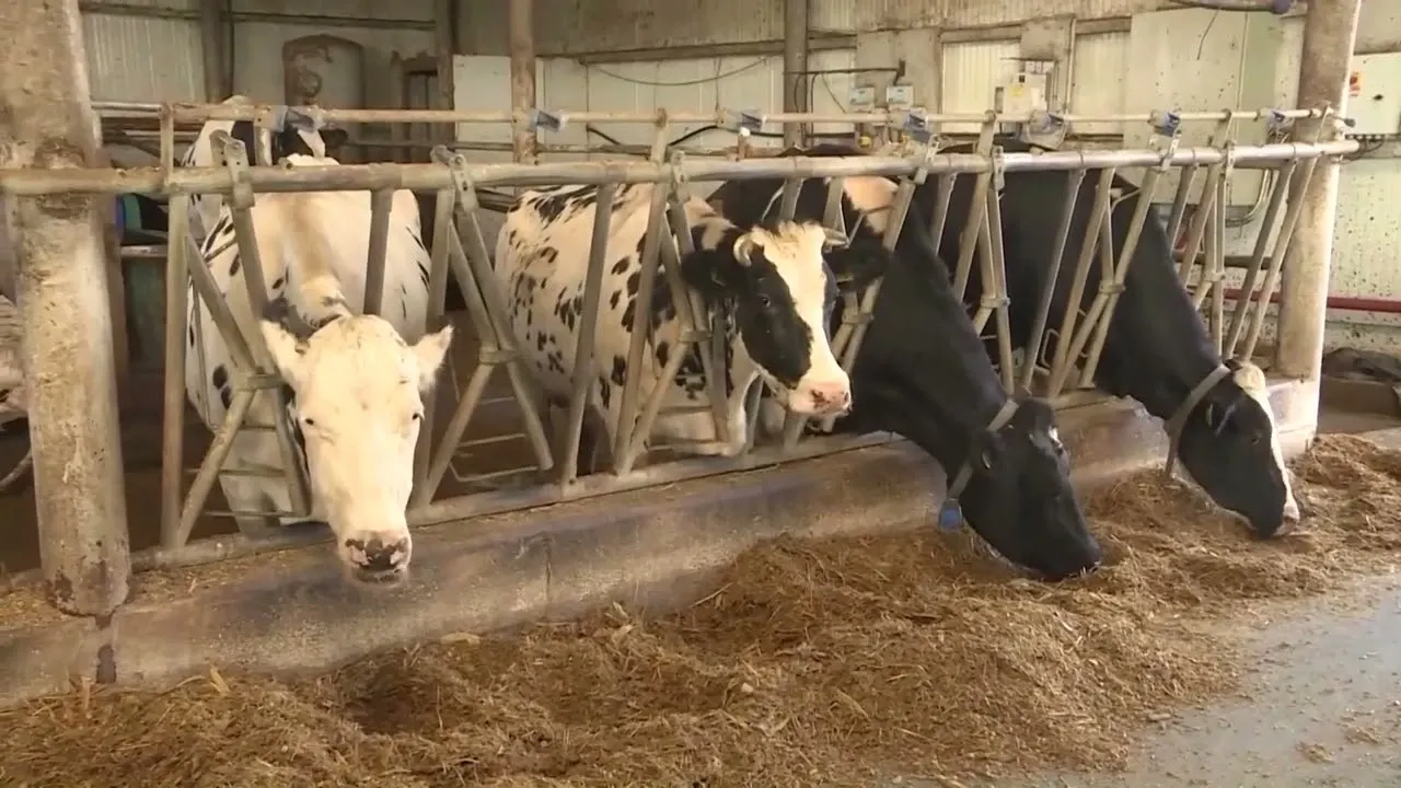 Medicii veterinari se alătură valului de proteste