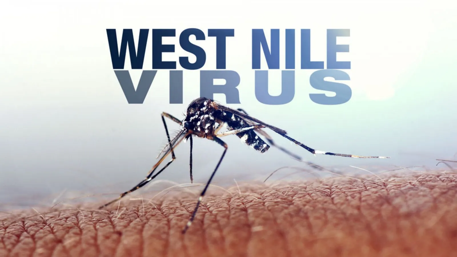 west-nile-tantar