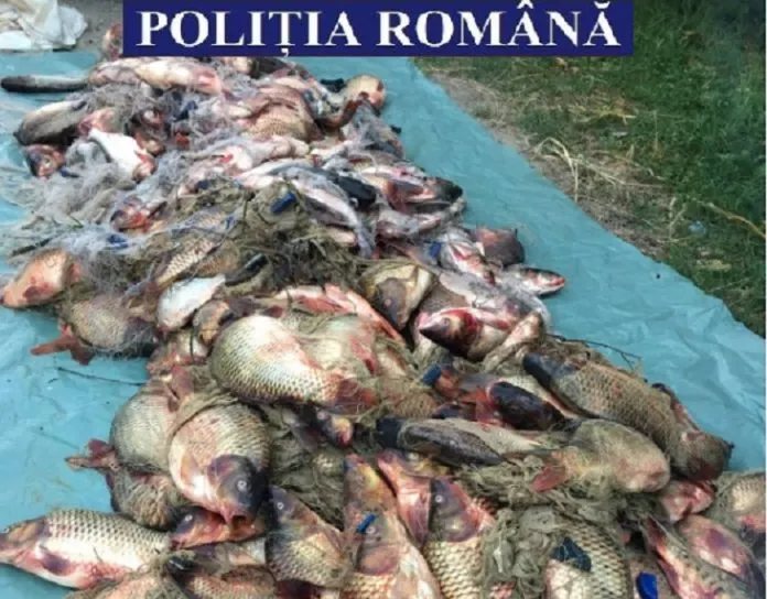 Pesteee-696x544