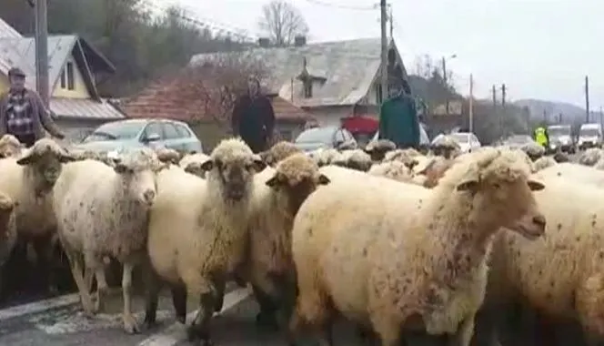 Protest-ovine