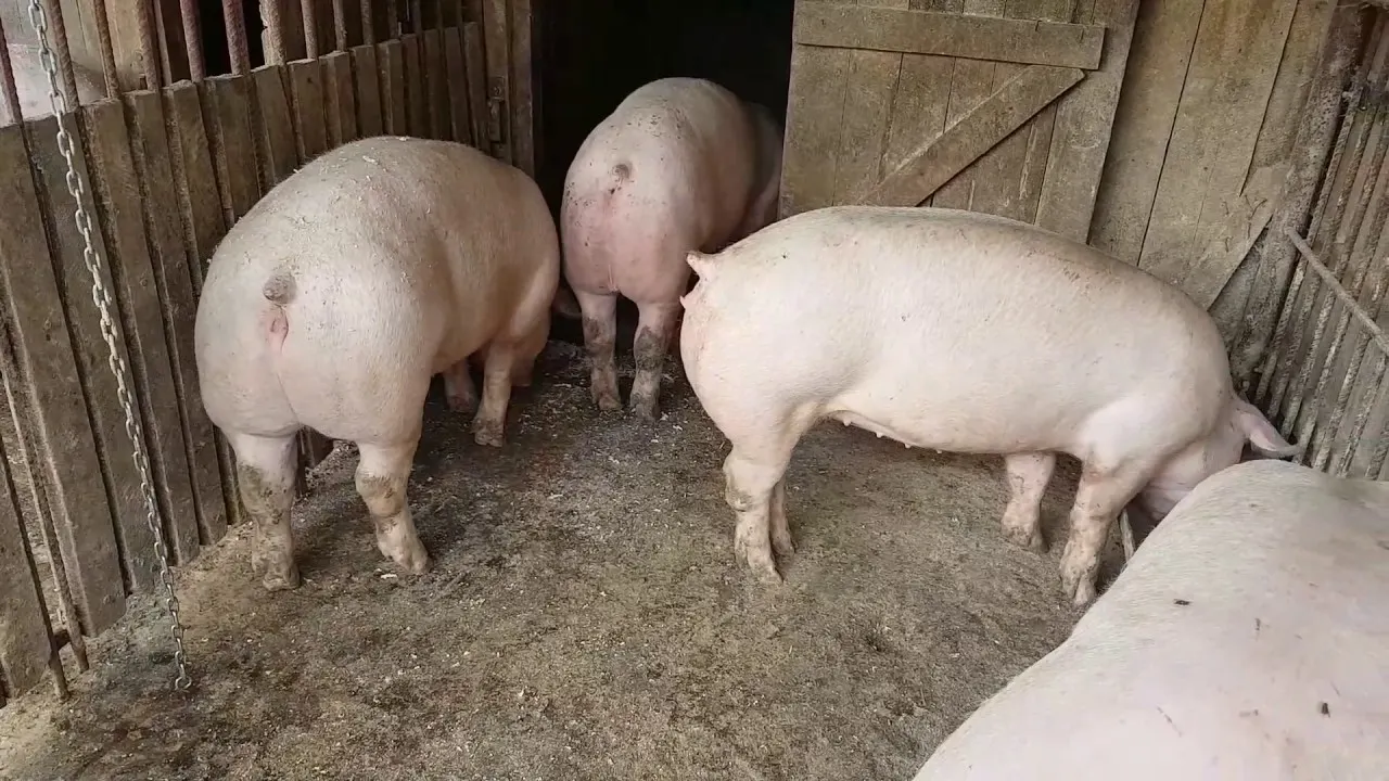patru porci