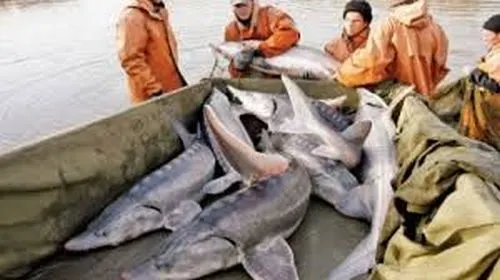 sturioni