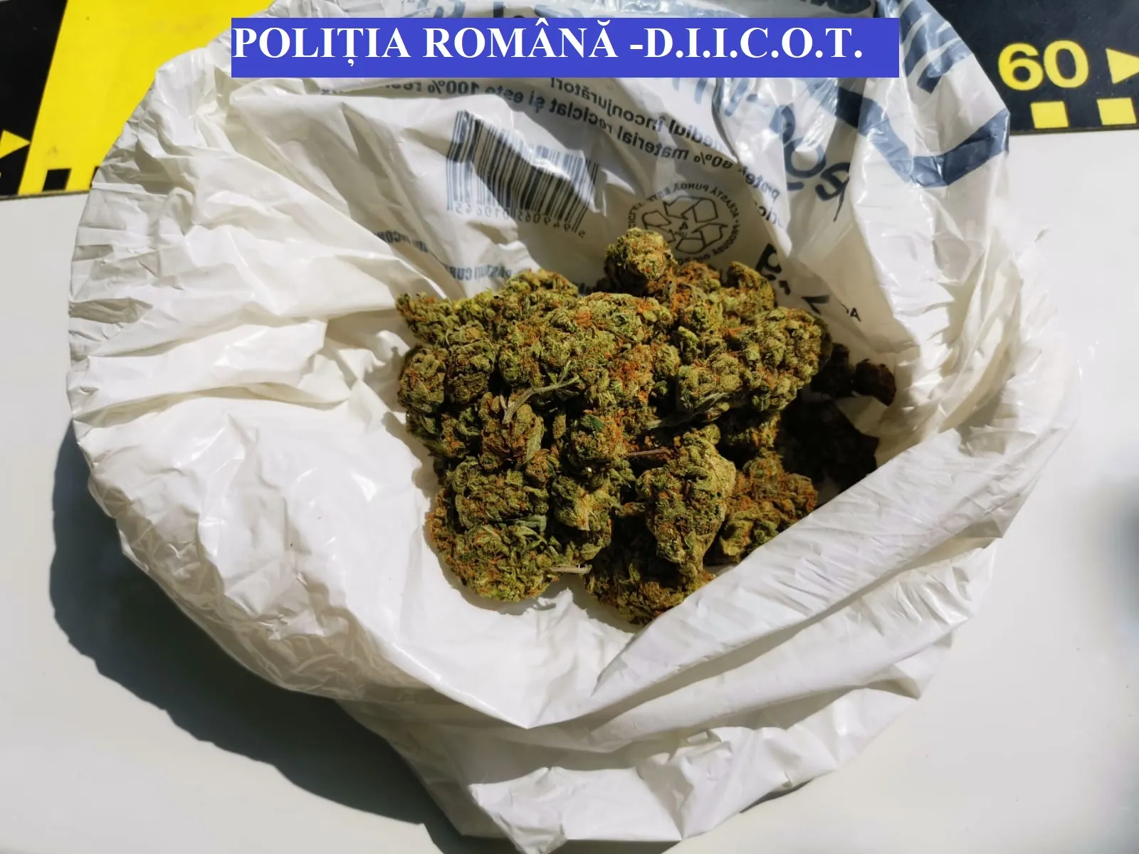 SCCO foto