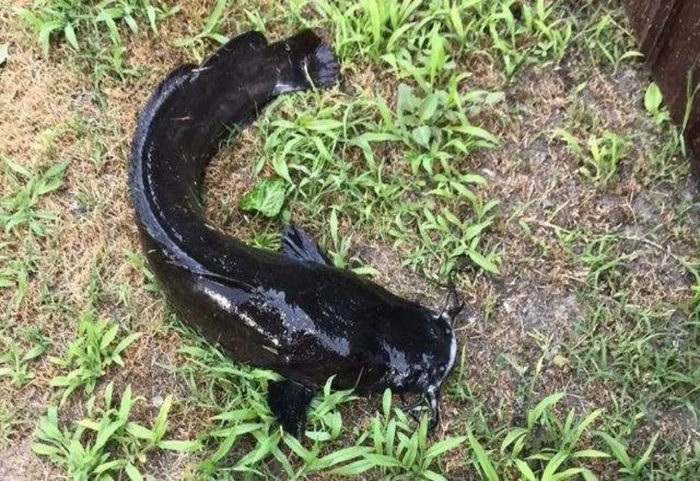 Prădător african descoperit în Delta Dunării