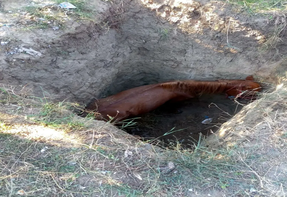 VIDEO Cal salvat de pompieri după ce a căzut într-o groapă