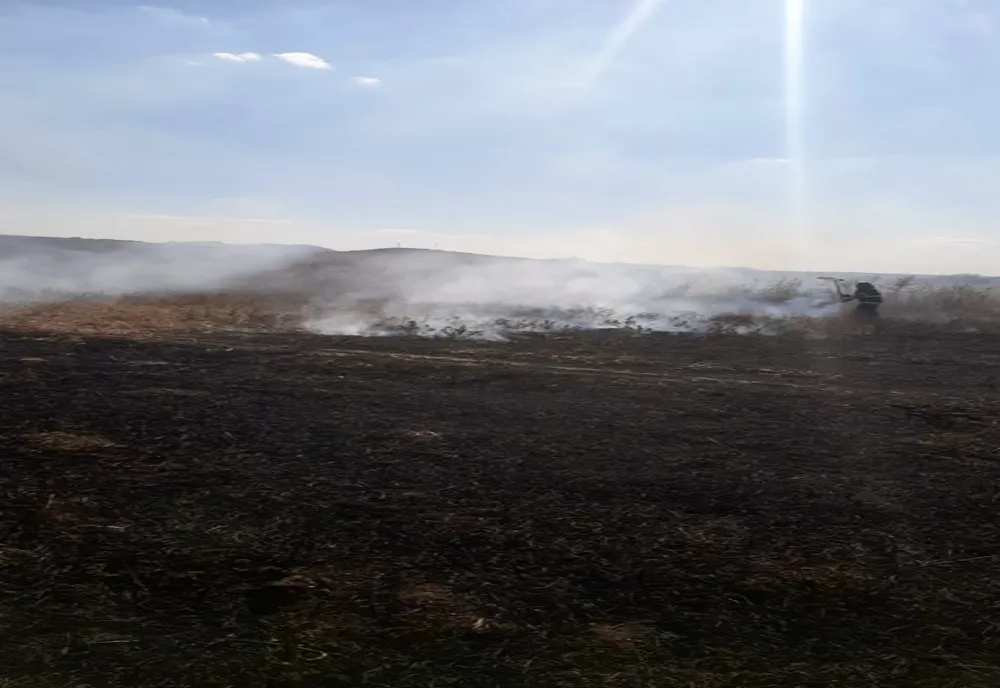 Incendiu cultură vita de vie la Greci