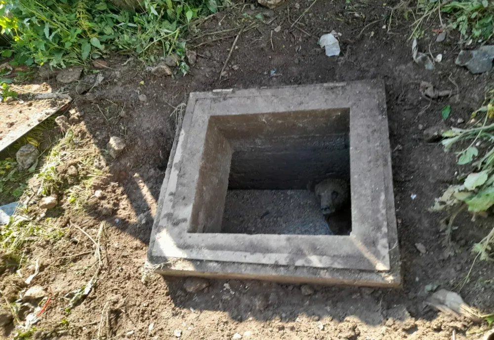Tragedie fără margini în Mureş! Trei persoane au murit după ce au căzut într-o fosă septică