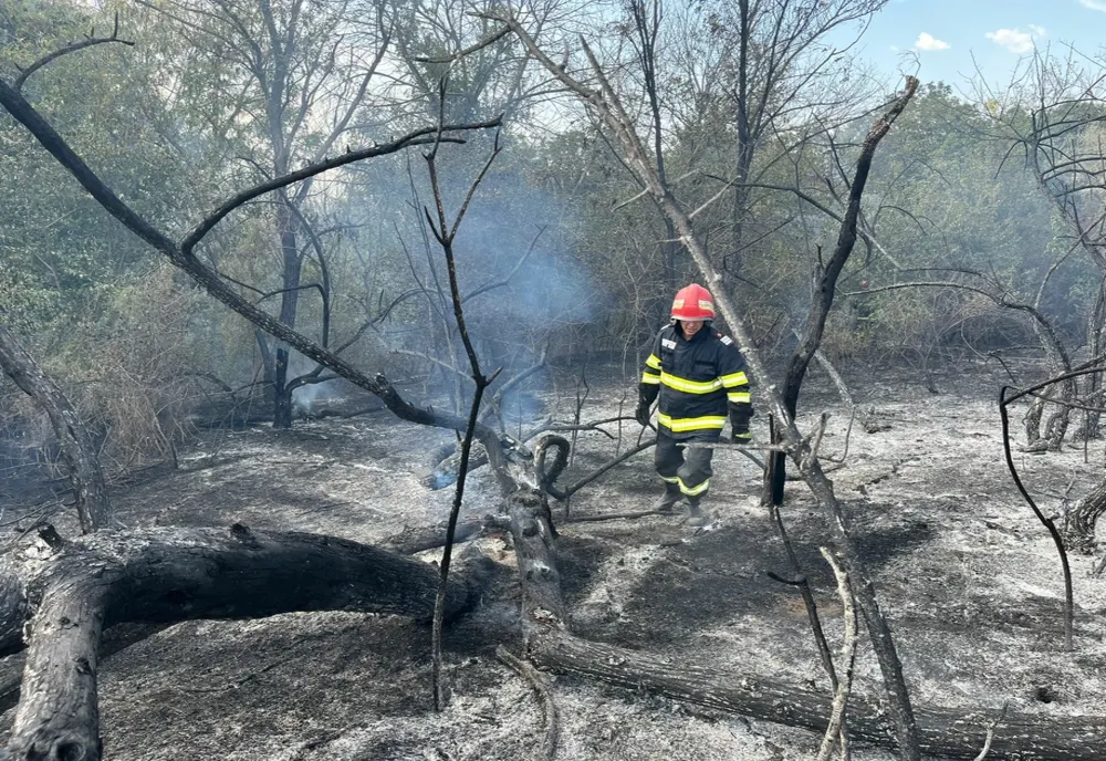 VIDEO Incendiu violent în pădurea  Bididia 