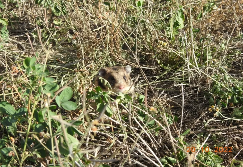VIDEO Un animal rar a fost descoperit în Delta Dunării
