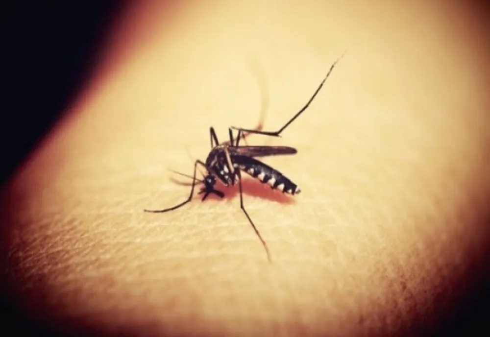 PRIMUL CAZ DE INFECŢIE CU VIRUSUL WEST NILE AL SEZONULUI, CONFIRMAT LA UN BĂRBAT DIN BUCUREŞTI
