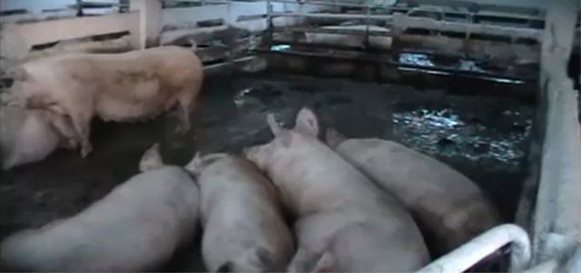 PORCI-COMPLEX-SATU-NOU