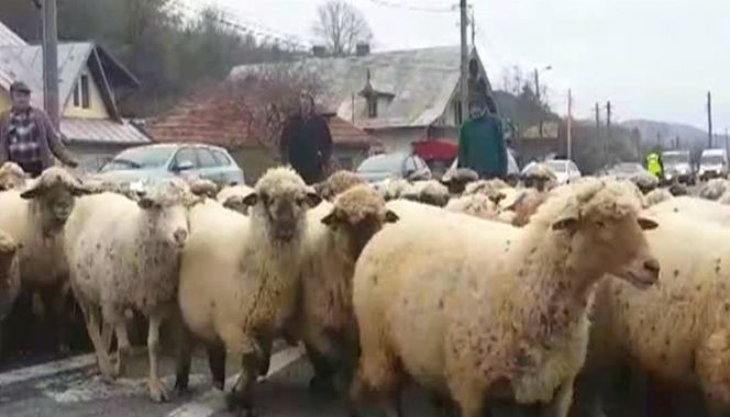 Protest-ovine