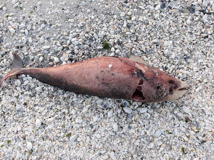 FB_IMG_1558255519449