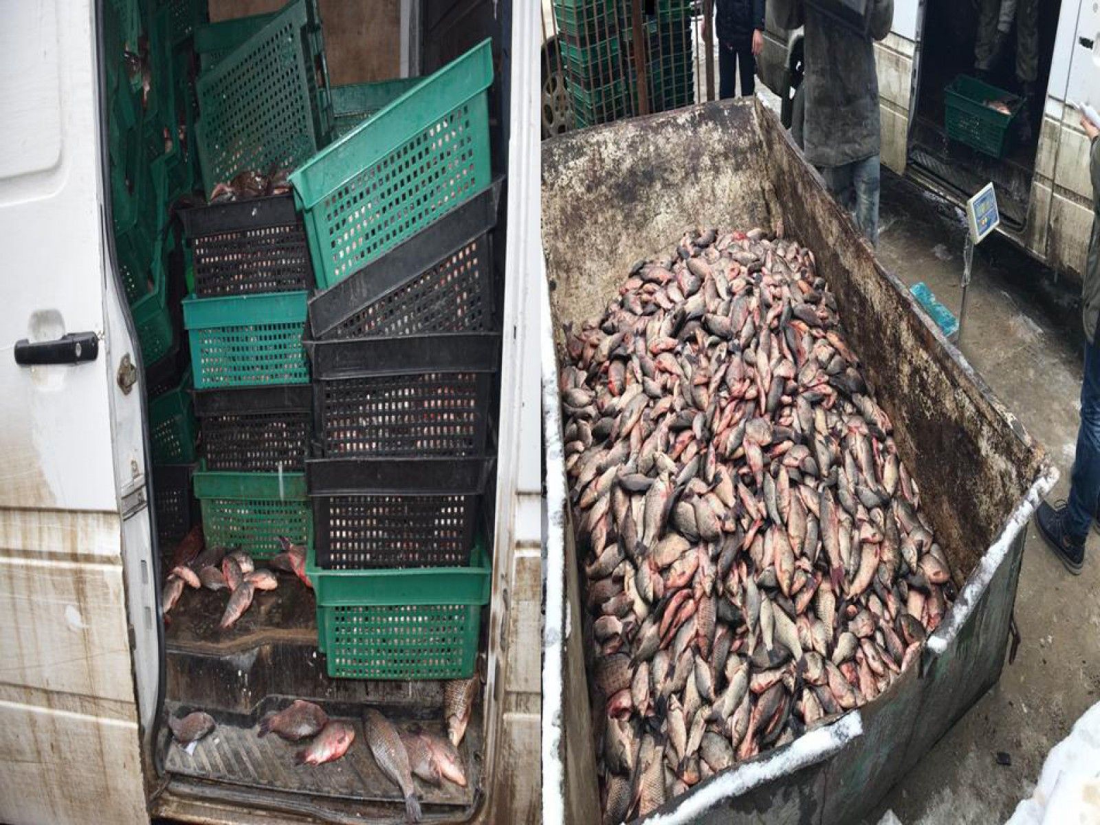 foto-peste-viu-fara-acte-de-provenienta-confiscat-de-politia-urma-sa-ajunga-la-tarabele-din-piata-centrala-1518426198