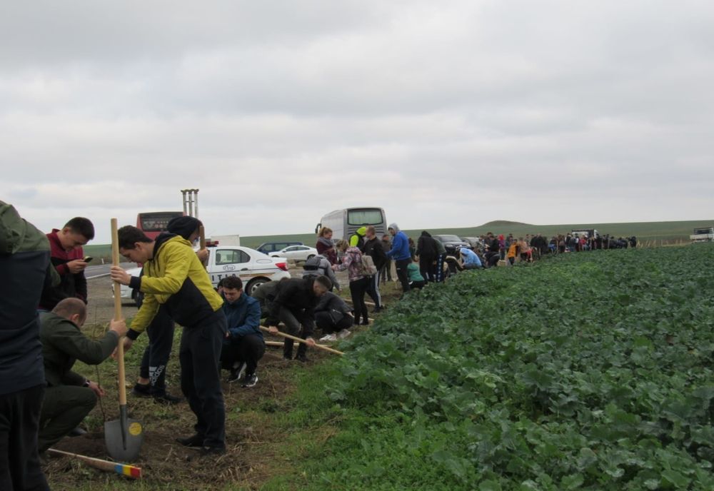 Lizieră de stejari la graniţa dintre cele două judeţe ale Dobrogei