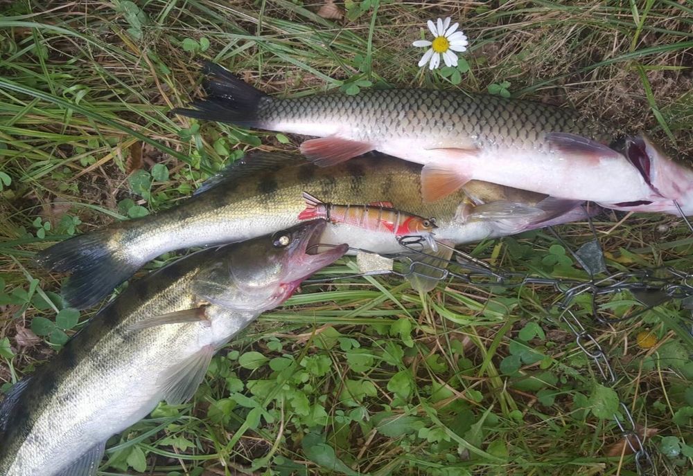 Pescuitul la şalău şi la biban este interzis, începând de luni, pentru prima oară în istoria Deltei Dunării