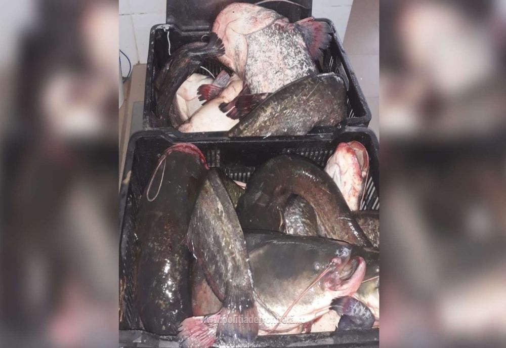  VIDEO  Braconieri surprinși la pescuit, cercetați pentru că au pus în pericol viaţa unui poliţist de frontieră