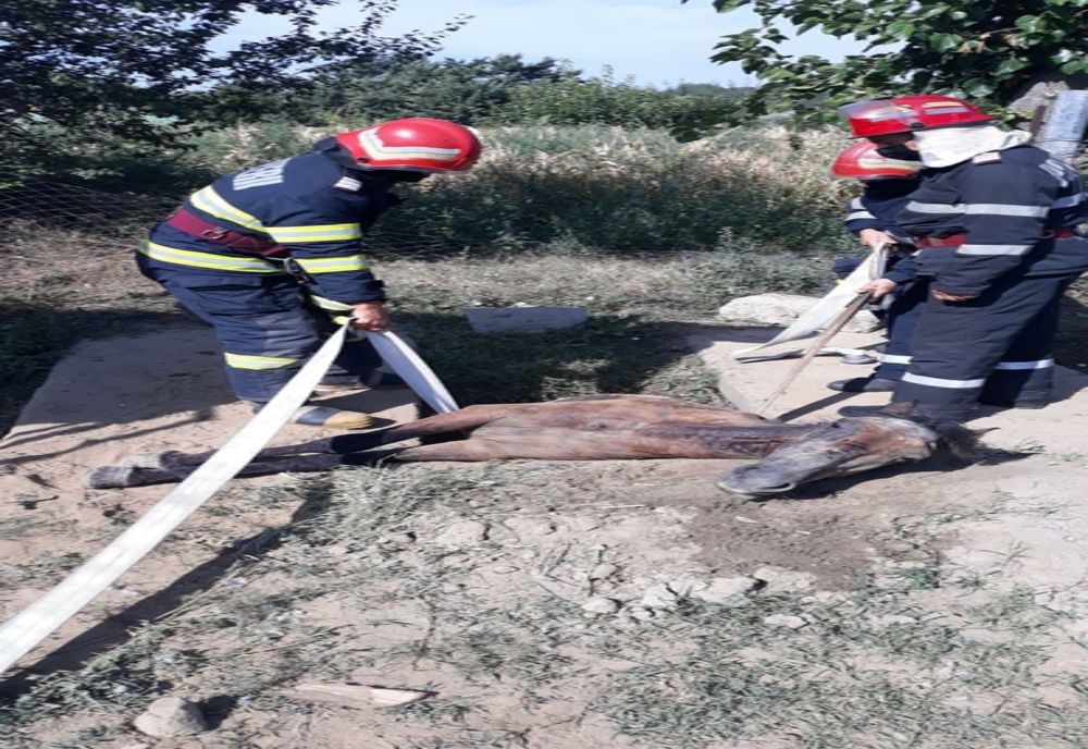 FOTO|| Județul Tulcea. Cal salvat dintr-un șanț