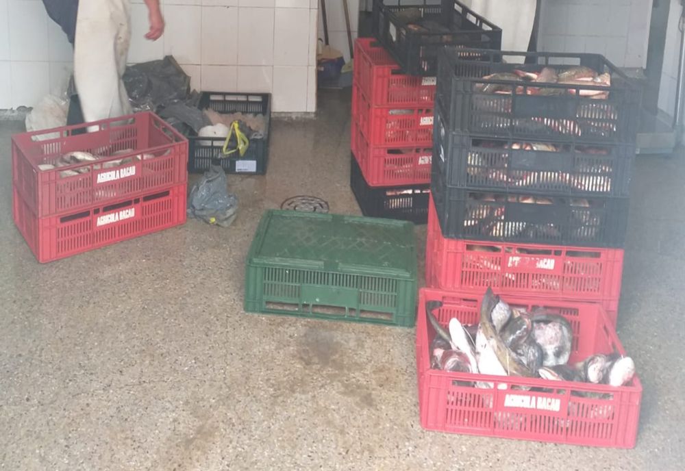 Prinşi cu 130 kilograme de peşte în mașină, fără documente justificative