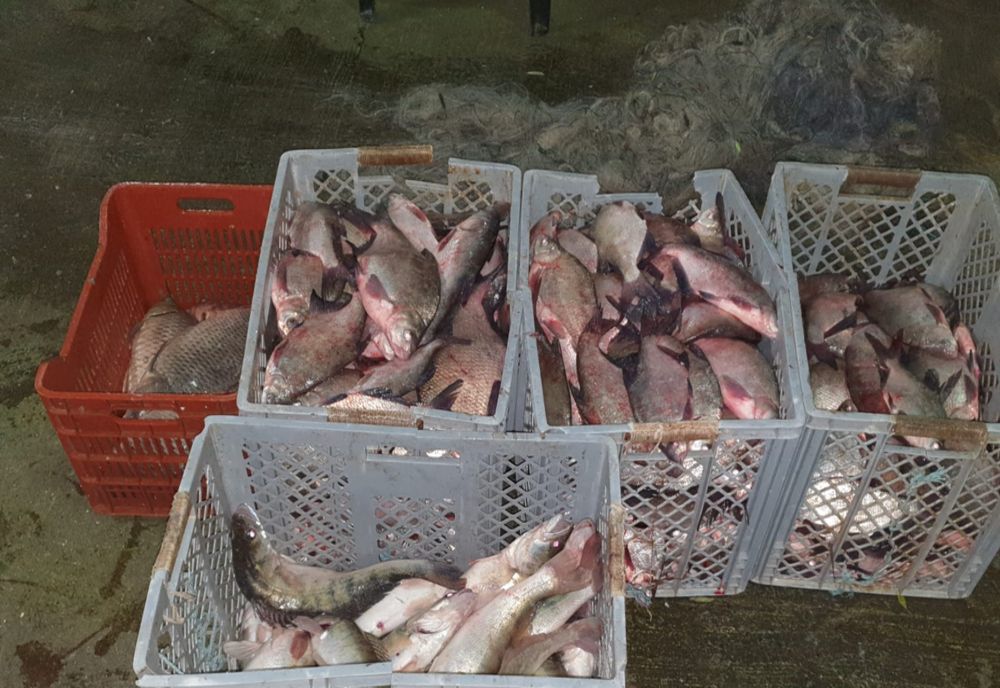 200 kg de peşte,confiscate de polițiștii de frontieră tulceni