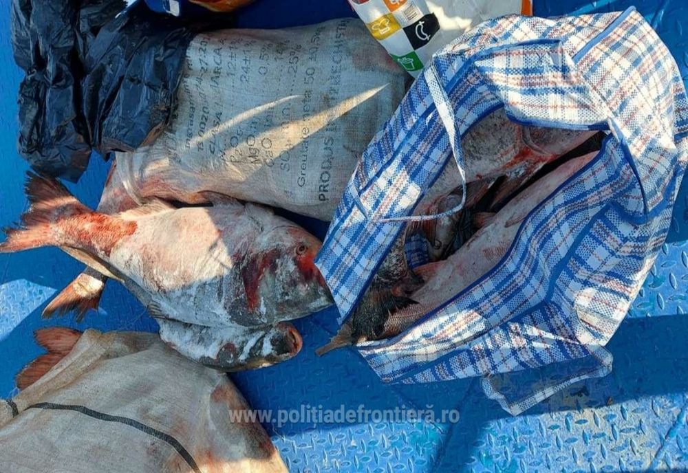 Un brăilean și un bucureștean, depistați cu 140 kg de sânger pe Canalul 36 din Delta Dunării