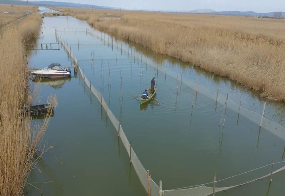 A început campania anuală de producere icre embrionate de șalău