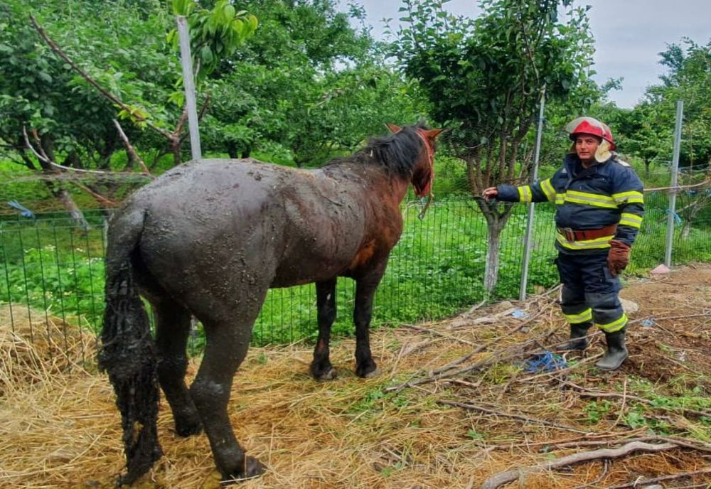 VIDEO Cal salvat de pompieri dintr-o fosă septică