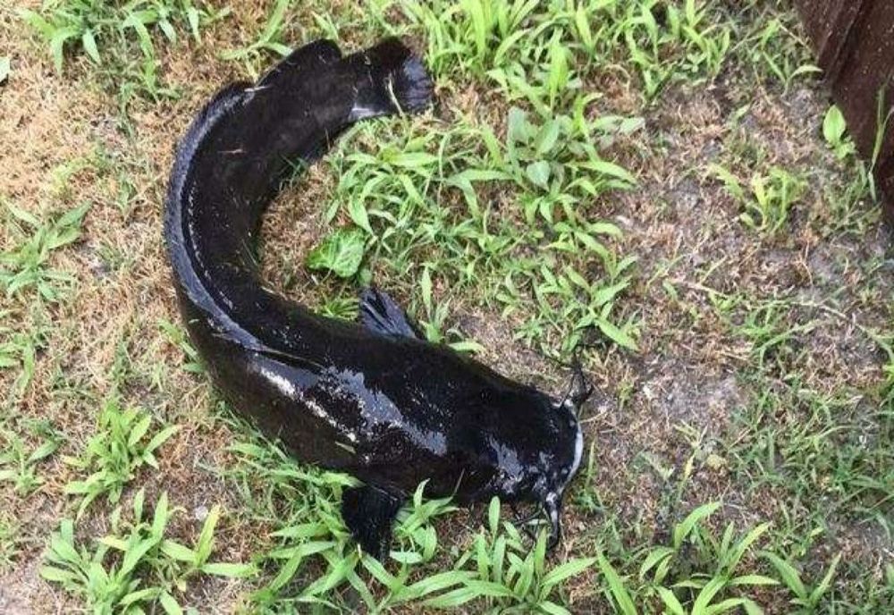 Prădător african descoperit în Delta Dunării