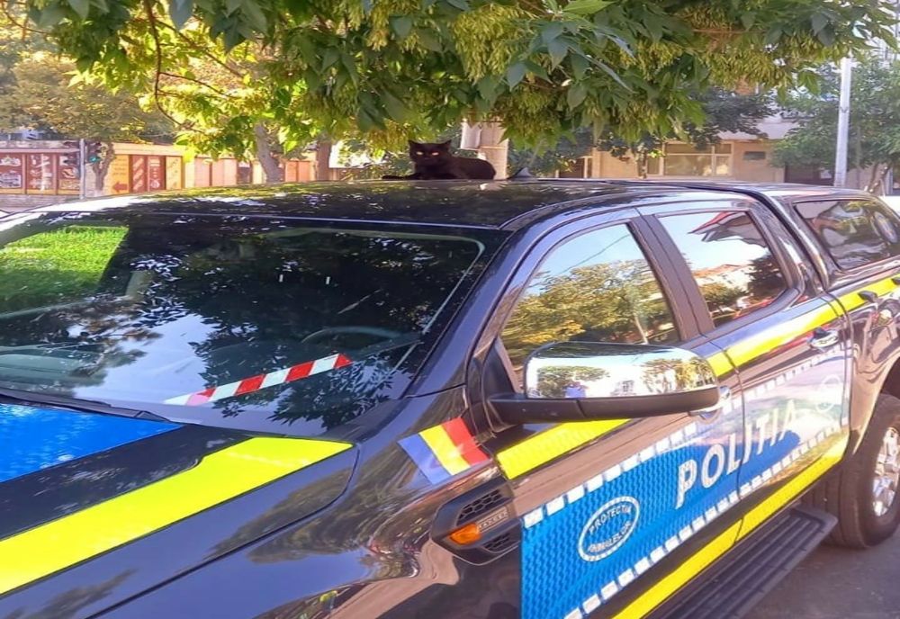 Zi cu ghinion pentru un bărbat din Babadag. De ce s-a ales cu dosar penal