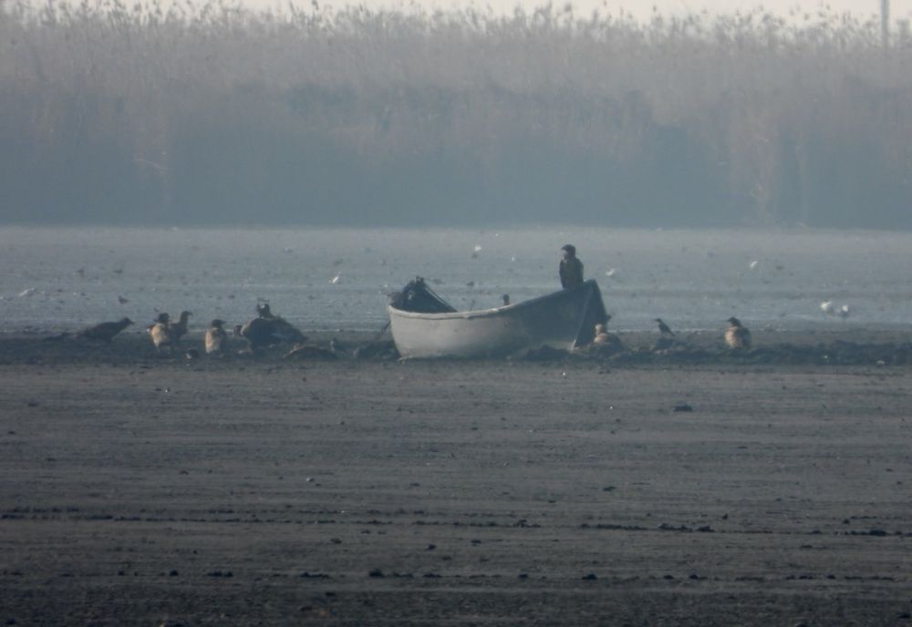 FOTO Record de codalbi la Sarinasuf, în Delta Dunării