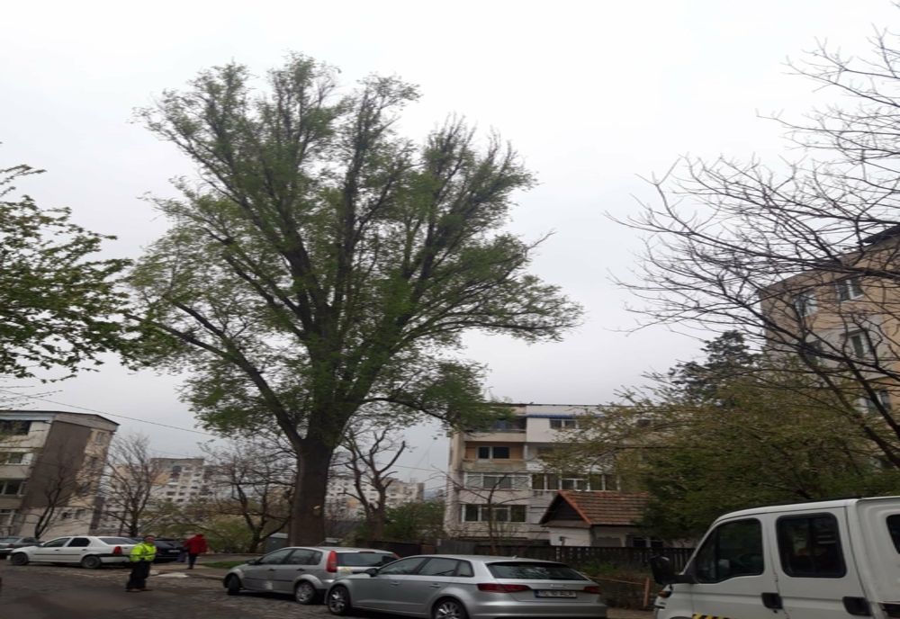 Trafic îngreunat pe o stradă din Tulcea. Copac în pericol de prăbușire