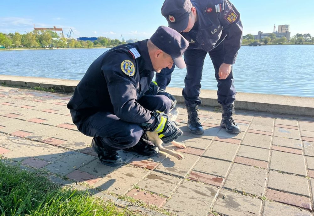 VIDEO Misiune de salvare mai puțin obișnuită a pompierilor tulceni