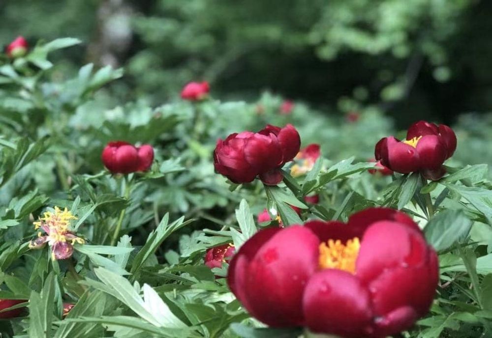 Festivalul bujorilor în Tulcea