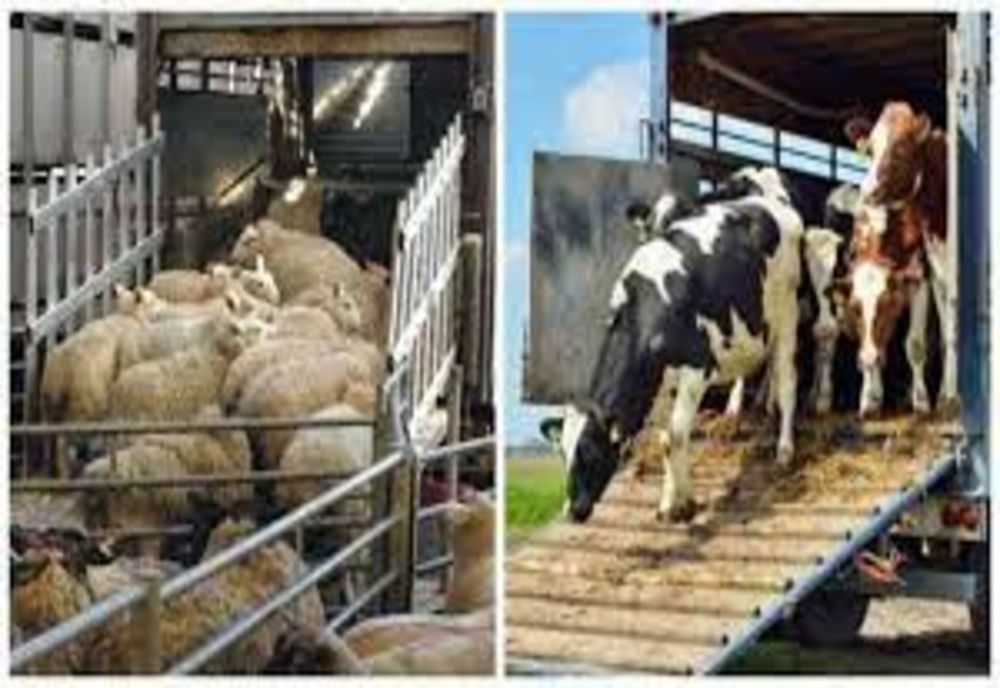 Măsurile obligatorii pe care trebuie să le respecte crescătorii de animale  în perioadele caniculare